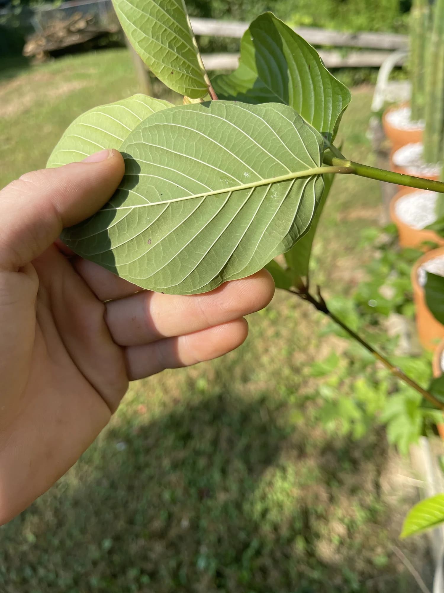 Pale green vein on a mature Sakti kratom leaf