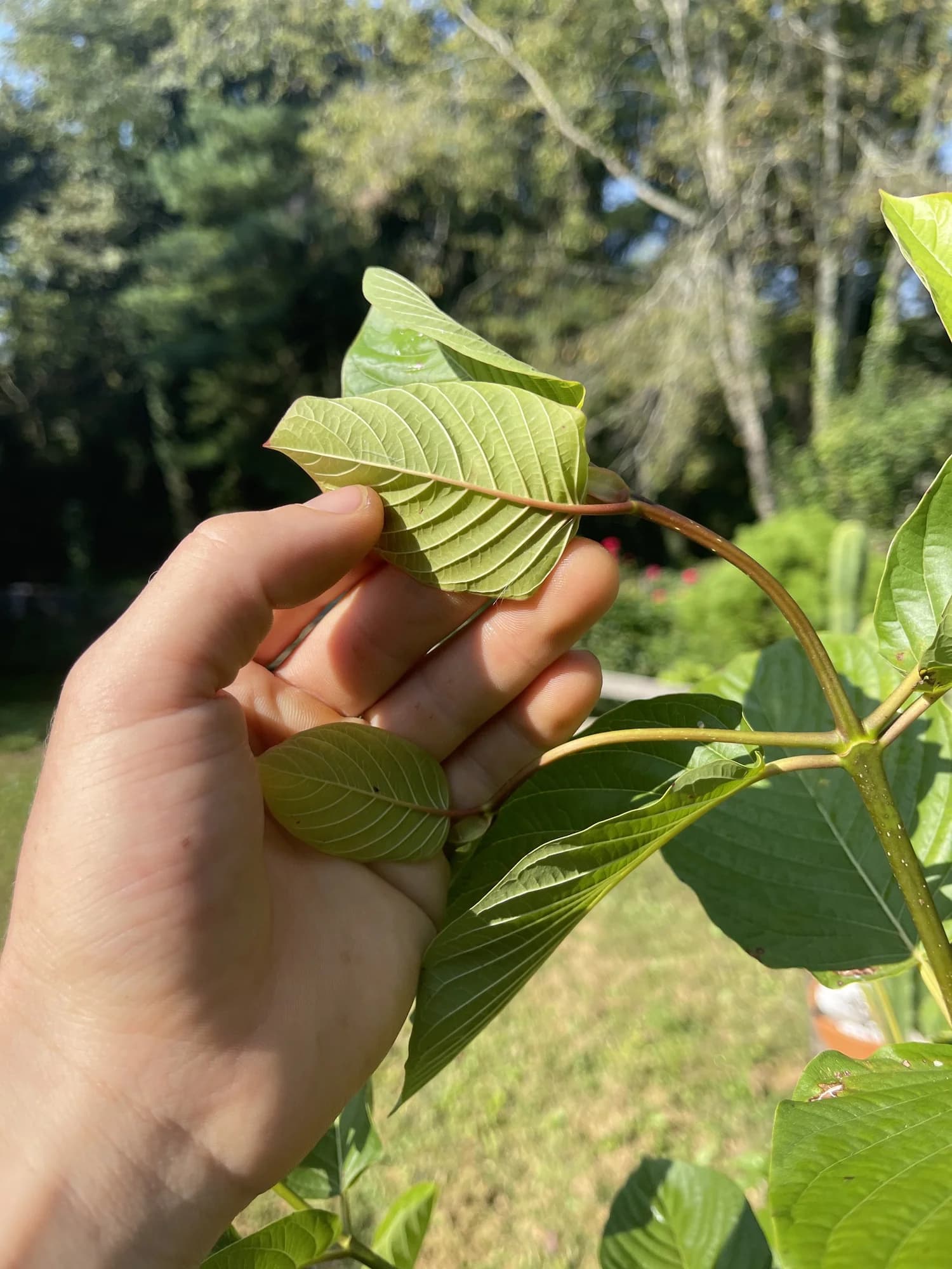 A red vein on a young Sakti kratom leaf