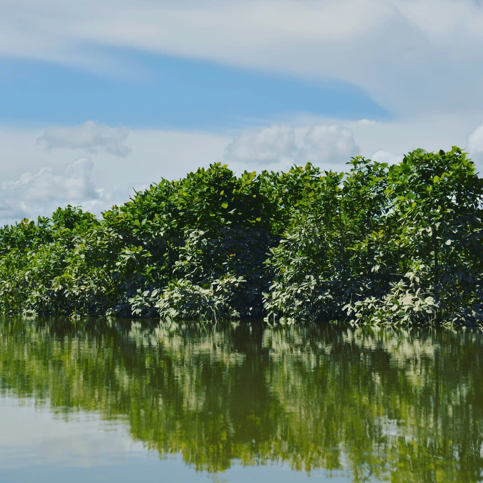 A Wild Kratom Forest along the Kapuas River Bank. Photo is property of Sakti Botanicals LLC