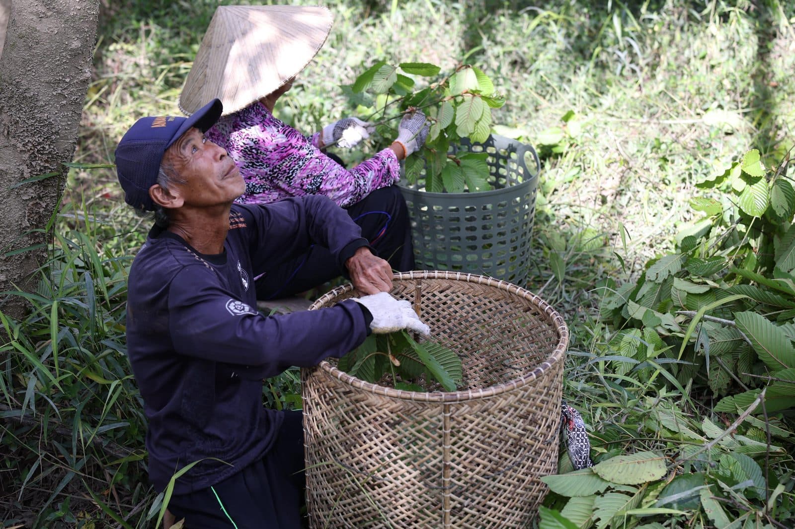 Harvesters sorting wild kratom leaf into baskets in Borneo